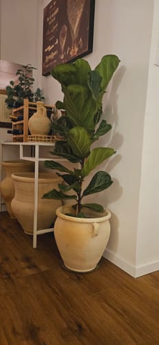 תמונה 1 מתוך 1 שצורפה לביקורת של ליהי ש.