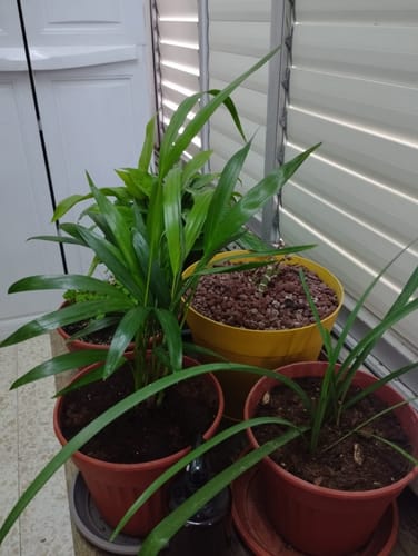 תמונה 1 מתוך 1 שצורפה לביקורת של מוריה ל.