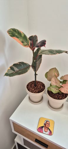 תמונה 1 מתוך 1 שצורפה לביקורת של אוקסנה ד.