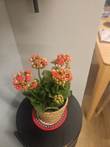 תמונה 1 מתוך 1 שצורפה לביקורת של אתי ב.