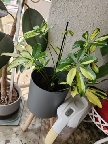 תמונה 1 מתוך 1 שצורפה לביקורת של אביבה ס.