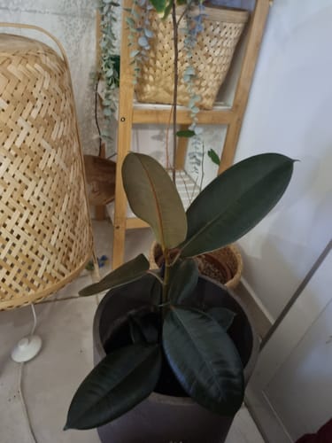 תמונה 1 מתוך 1 שצורפה לביקורת של שחר ה.