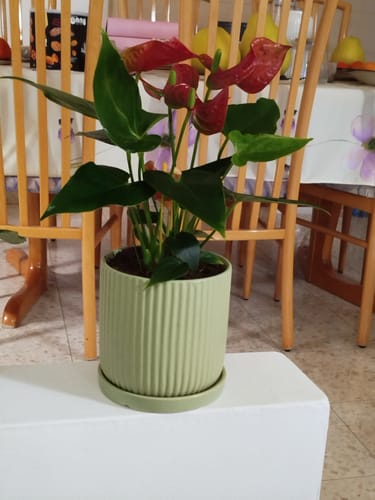 תמונה 1 מתוך 1 שצורפה לביקורת של אסתי צ.