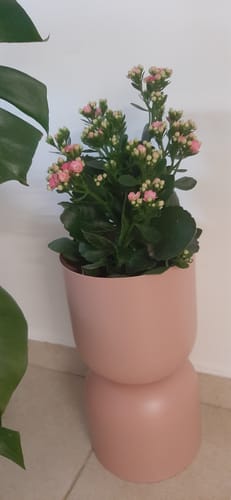 תמונה 1 מתוך 1 שצורפה לביקורת של אורית כ.