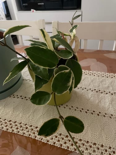 תמונה 1 מתוך 1 שצורפה לביקורת של מעיין מ.
