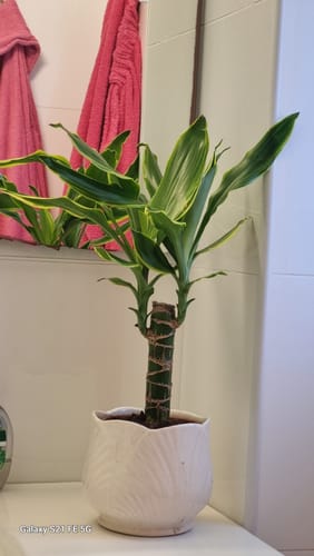 תמונה 1 מתוך 1 שצורפה לביקורת של עידית מ.