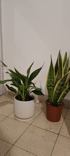 תמונה 1 מתוך 1 שצורפה לביקורת של כרמית ח.