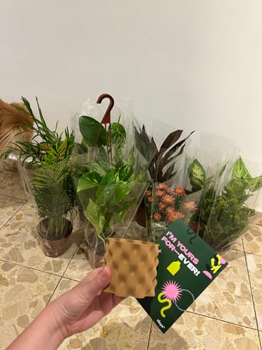 תמונה 1 מתוך 1 שצורפה לביקורת של סופי ס.