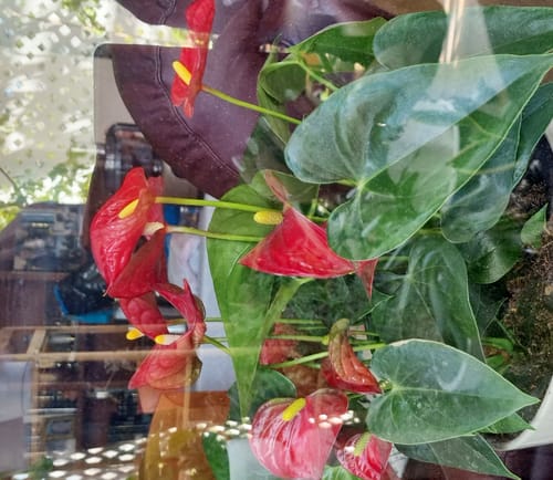 תמונה 1 מתוך 1 שצורפה לביקורת של רחל א.