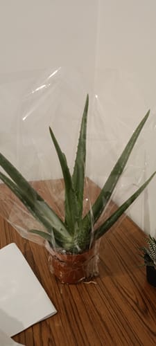תמונה 1 מתוך 1 שצורפה לביקורת של כרמית ח.