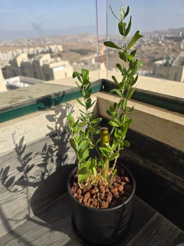 תמונה 1 מתוך 1 שצורפה לביקורת של נתנאלה ק.