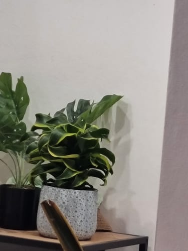 תמונה 1 מתוך 1 שצורפה לביקורת של שחר ה.