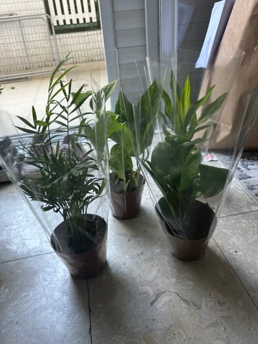 תמונה 3 מתוך 4 שצורפה לביקורת של ענבר נ.