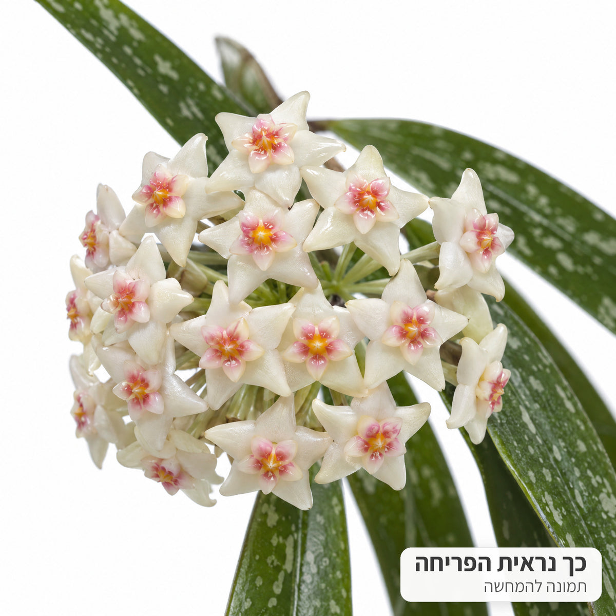 המחשה של פריחת בת שבע לואי: אשכול פרחים לבנים על רקע לבן