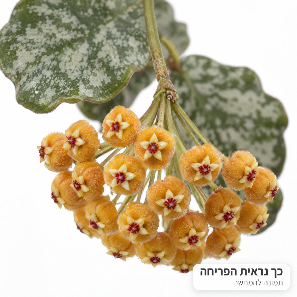 המחשה של פריחת בת שבע וויימניה: אשכול פרחים כתומים על רקע לבן