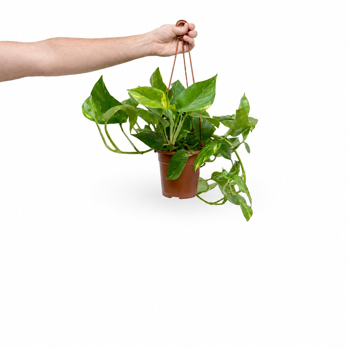 HOYA משלוחי צמחים- פוטוס מוזהב | Golden Pothos HOYA- צמחי בית משתלה אינטרנטית | צמחי בית | עד הבית | פריחת הצמח | משלוח צמחי בית | משתלה עד הבית |