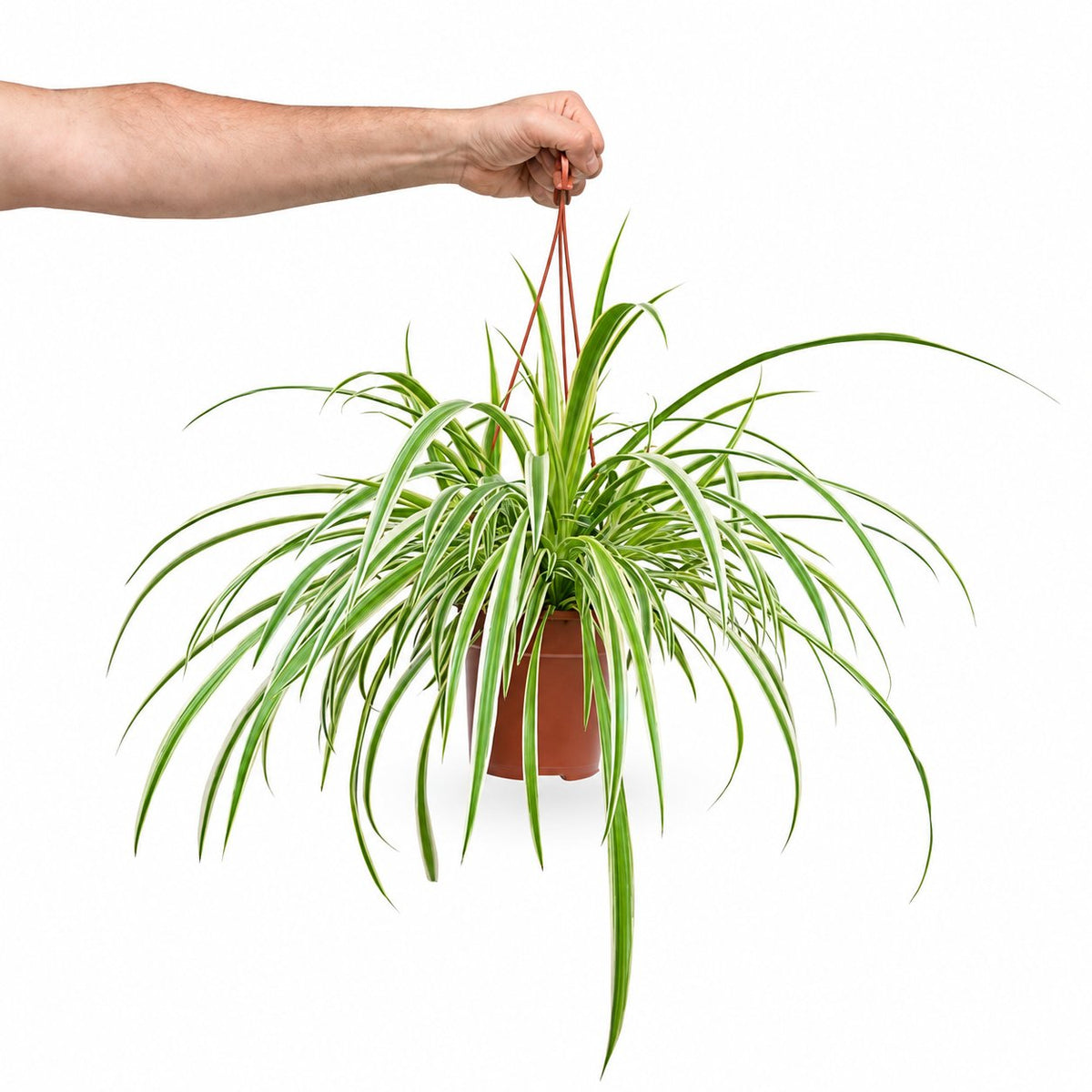 spider plant | Chlorophytum comosum | ירקה | משתלה אינטרנטית | הויה hoya