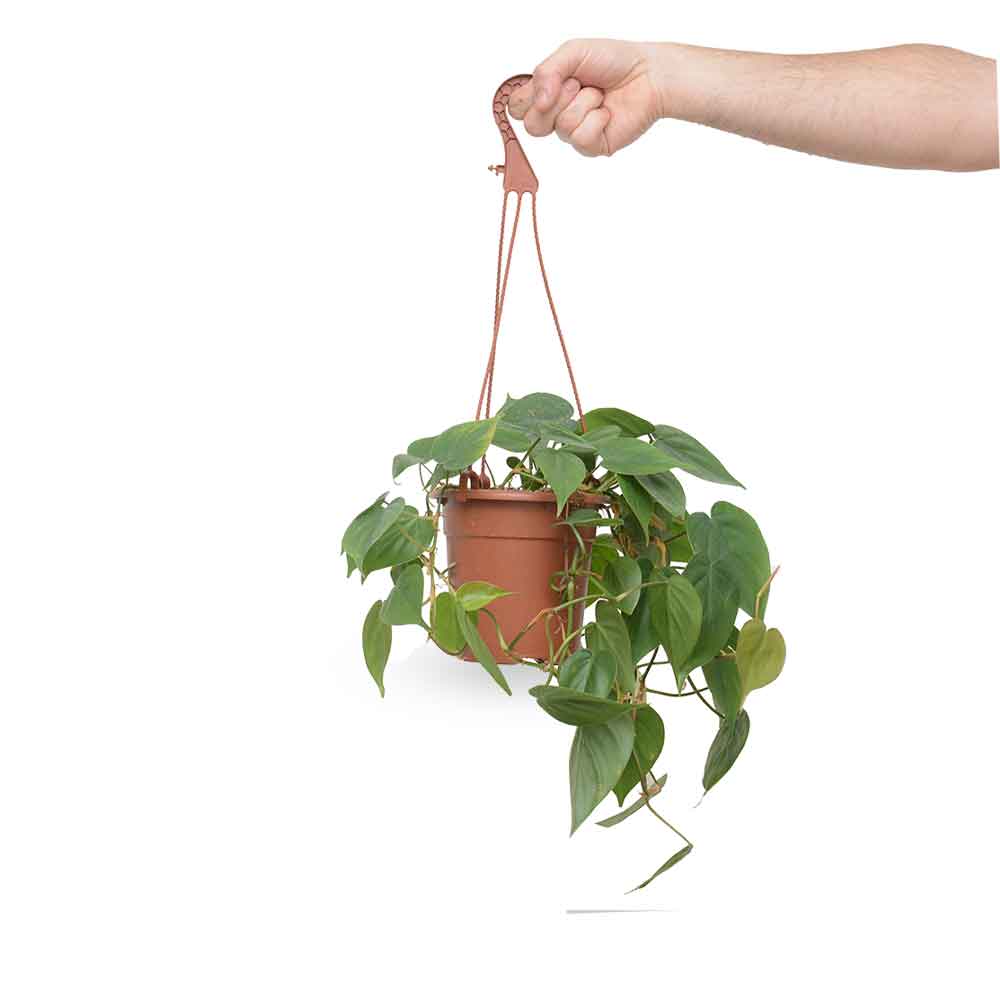 HOYA משלוחי צמחים- פילודנדרון סקנדנס | Philodendron Scandens משתלה אינטרנטית | צמחי בית | עד הבית | פריחת הצמח | משלוח צמחי בית | משתלה עד הבית |