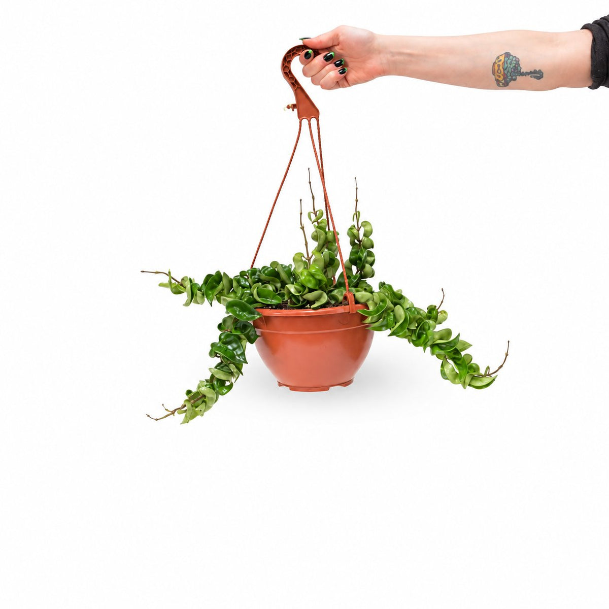 בת שבע קרנוסה קומפקטה- טיפול וייחור הצמח | Hoya Carnosa Compacta | משלוח צמחים