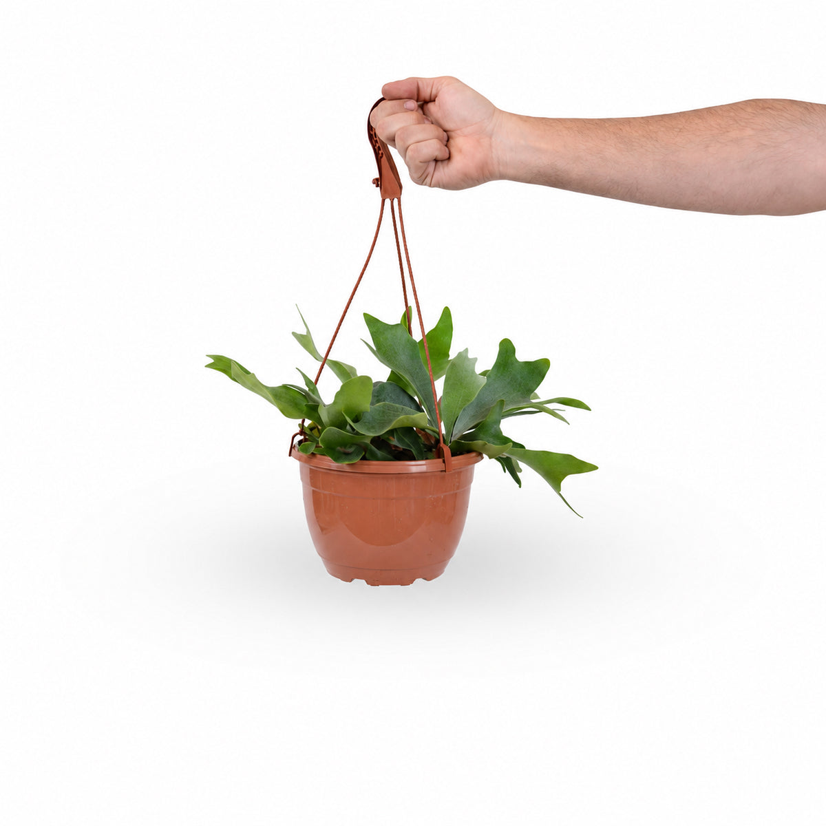 Staghorn Fern | קרן אייל | שרך קרן אייל| משלוח צמח קרן אייל| הויה צמחי בית