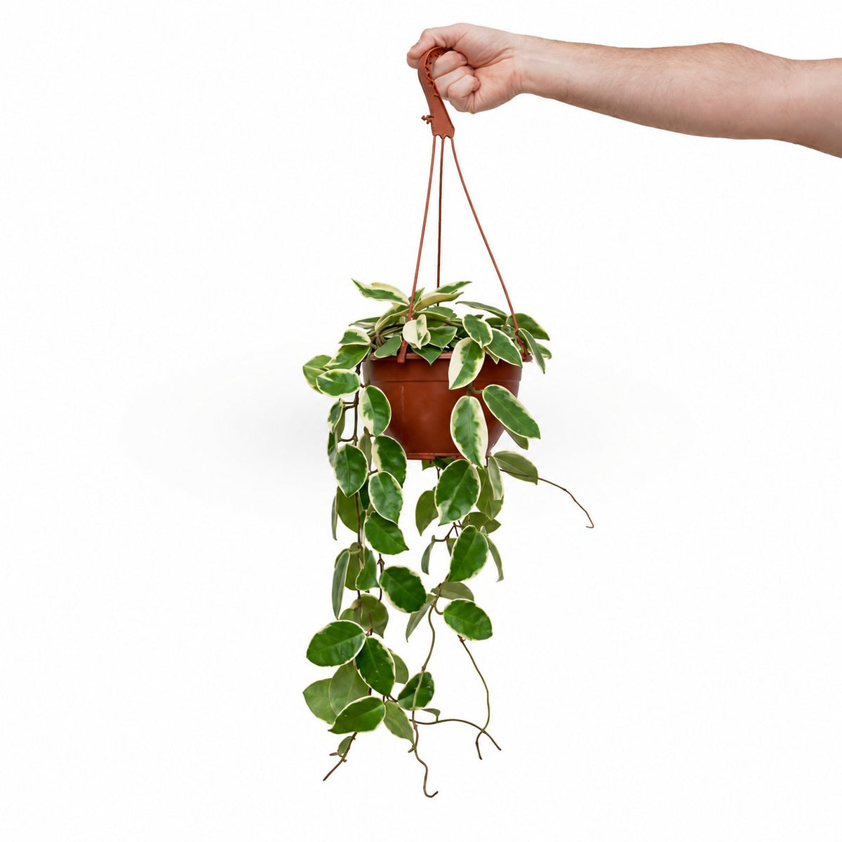 בת שבע טריוקלר | Hoya Tricolor | | hoya | plant on it | together plant | צמחי בית | משתלה אינטרנטית | משתלה אונליין