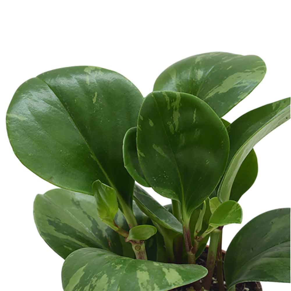 | פפרומיה מגוונת | Peperomia Magnoliifolia | HO YA | HOYA | משלוח צמחי בית | פפרומיה | הויה
