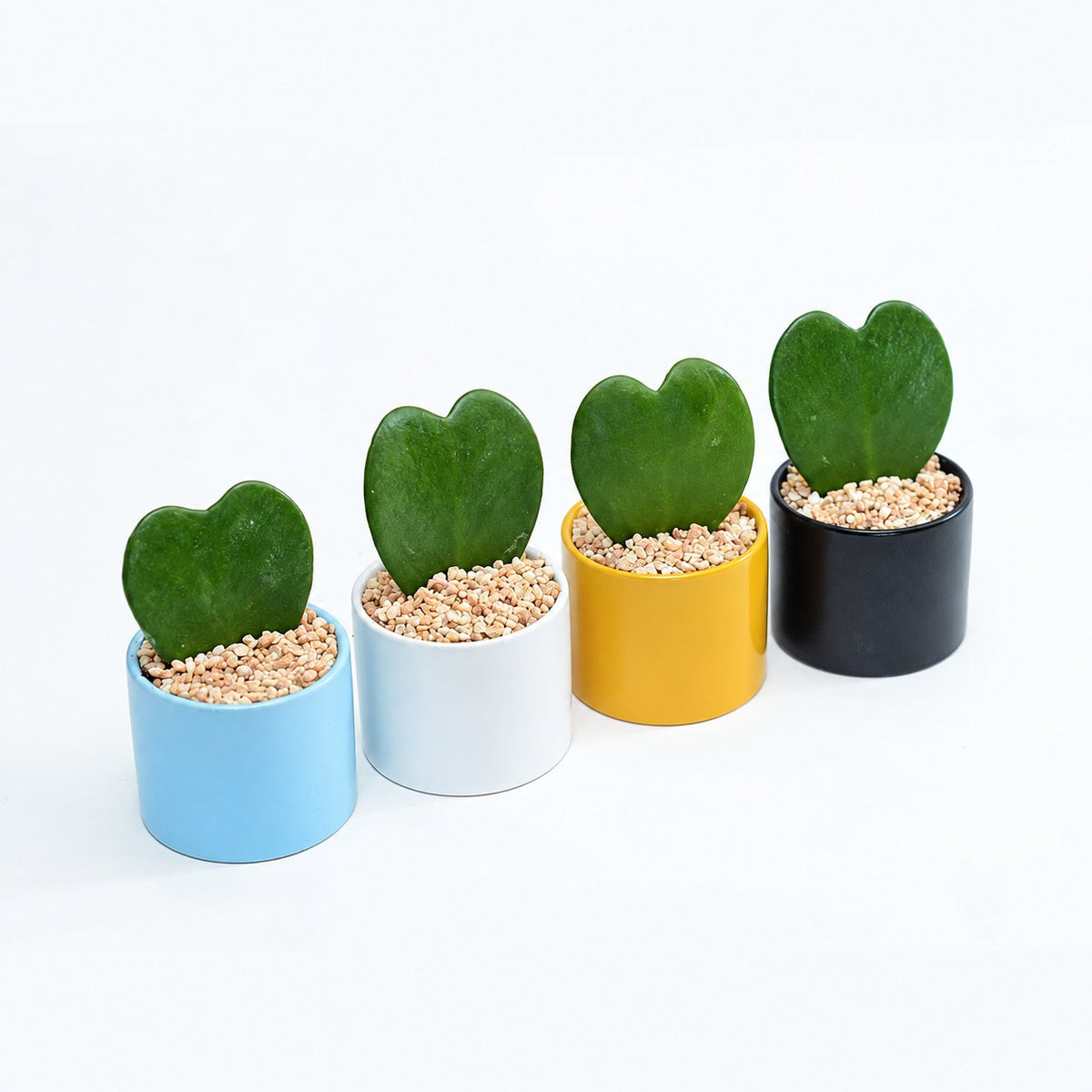 בת שבע לב | Kerry Hoya | hoya | plant on it | neta together plant | צמחי בית | משתלה אינטרנטית | משתלה אונליין
