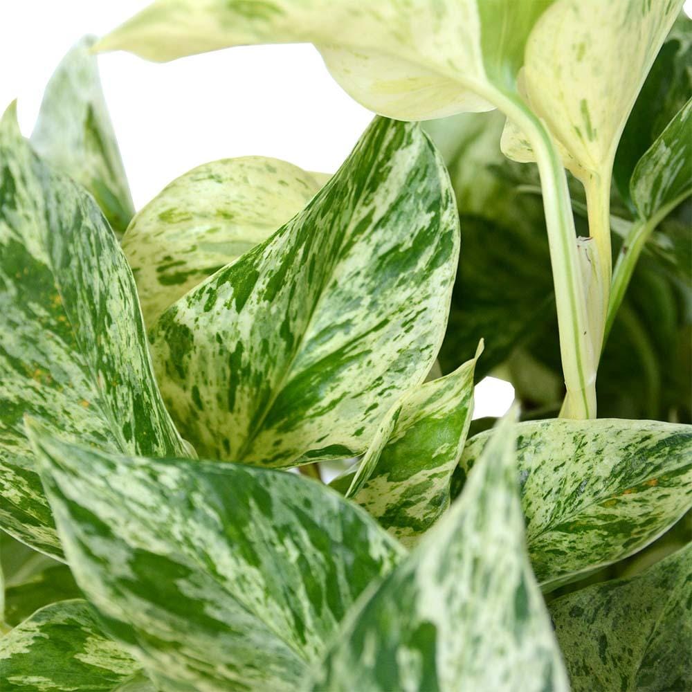 פוטוס מרבל קווין