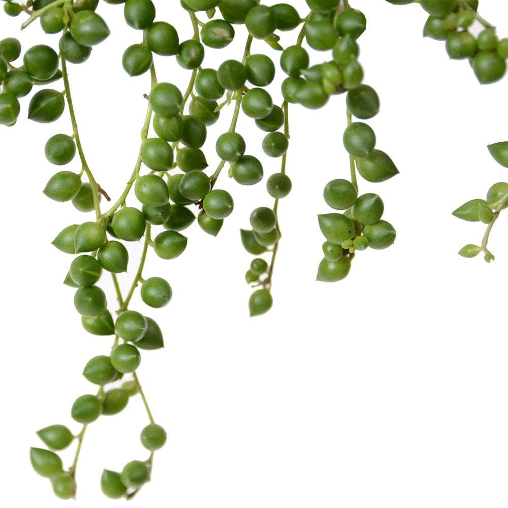 Senecio. חנות צמחים אונליין | חנות צמחים אינטרנטית | צמחי בית | HOYA | סנציו לימוני | סנציו פנינים | סנציה |