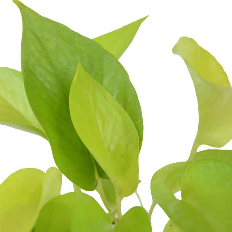 potus neon | pothos neon | פוטוס ניאון | נאון | משתלה משלוח צמחים | potus neon | pothos neon | פוטוס ניאון | נאון | משתלה משלוח צמחים