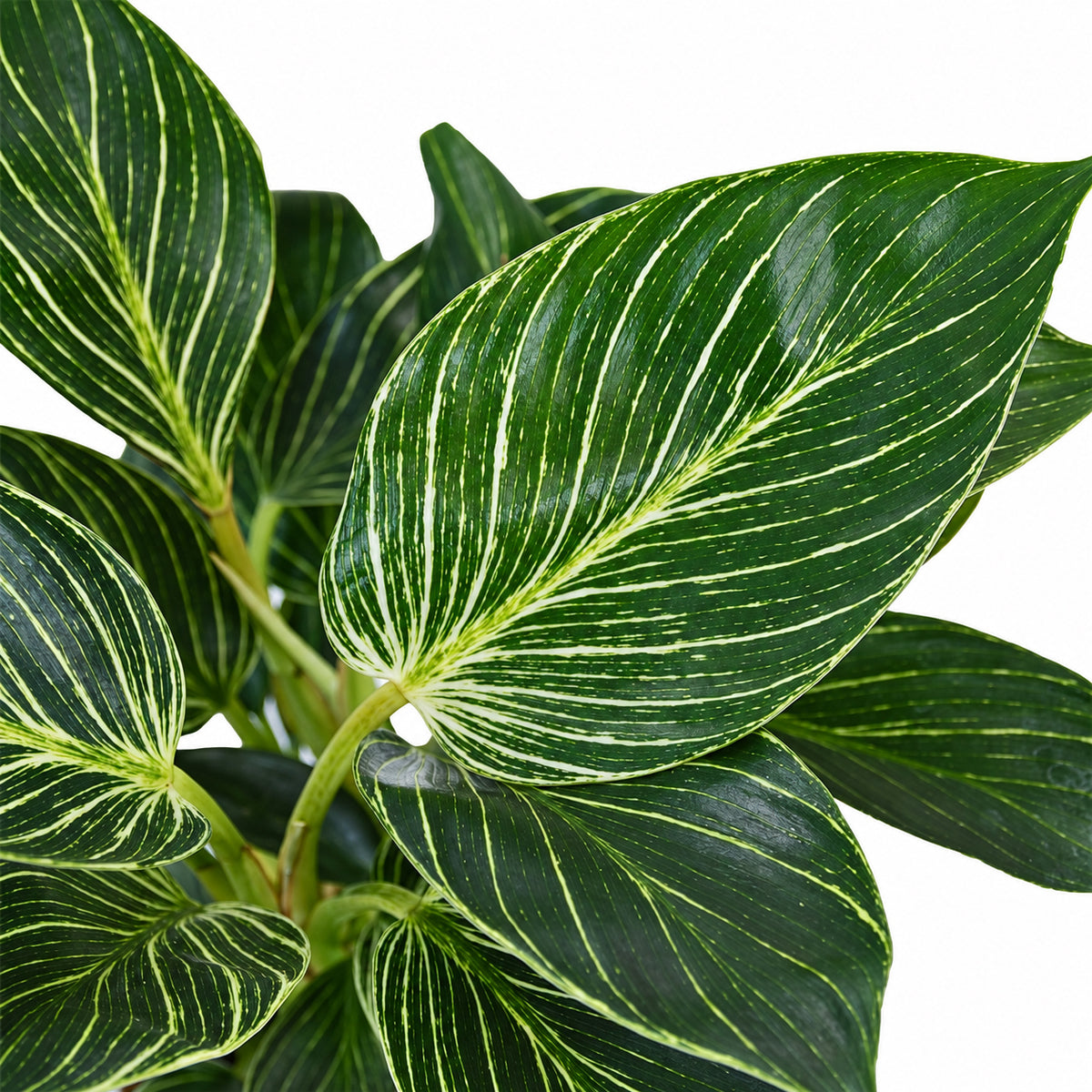 פילודנדרון בירקין
