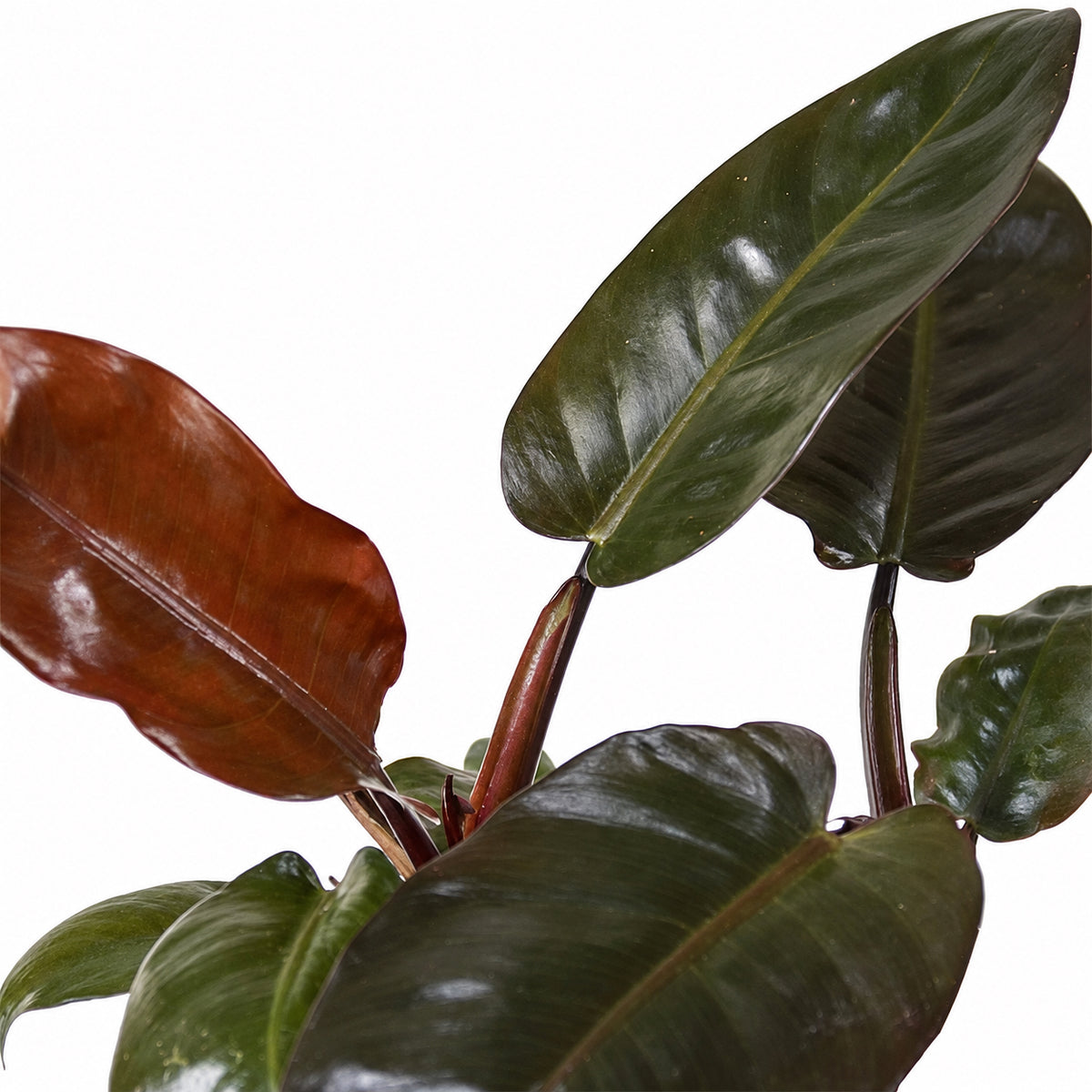 פילודנדרון אימפריאל רד | Philodendron Imperial Red | hoya | משתלה עד הבית | משלוח צמחים עד הבית | צמחי בית עד הבית | plant on it | neta my plants