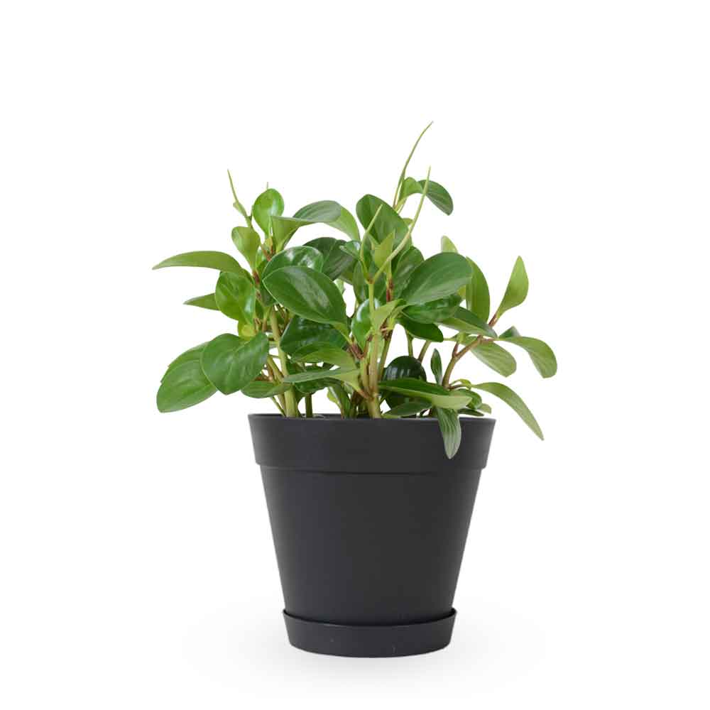 | פפרומיה מגוונת | Peperomia Magnoliifolia | HO YA | HOYA | משלוח צמחי בית | פפרומיה | הויה