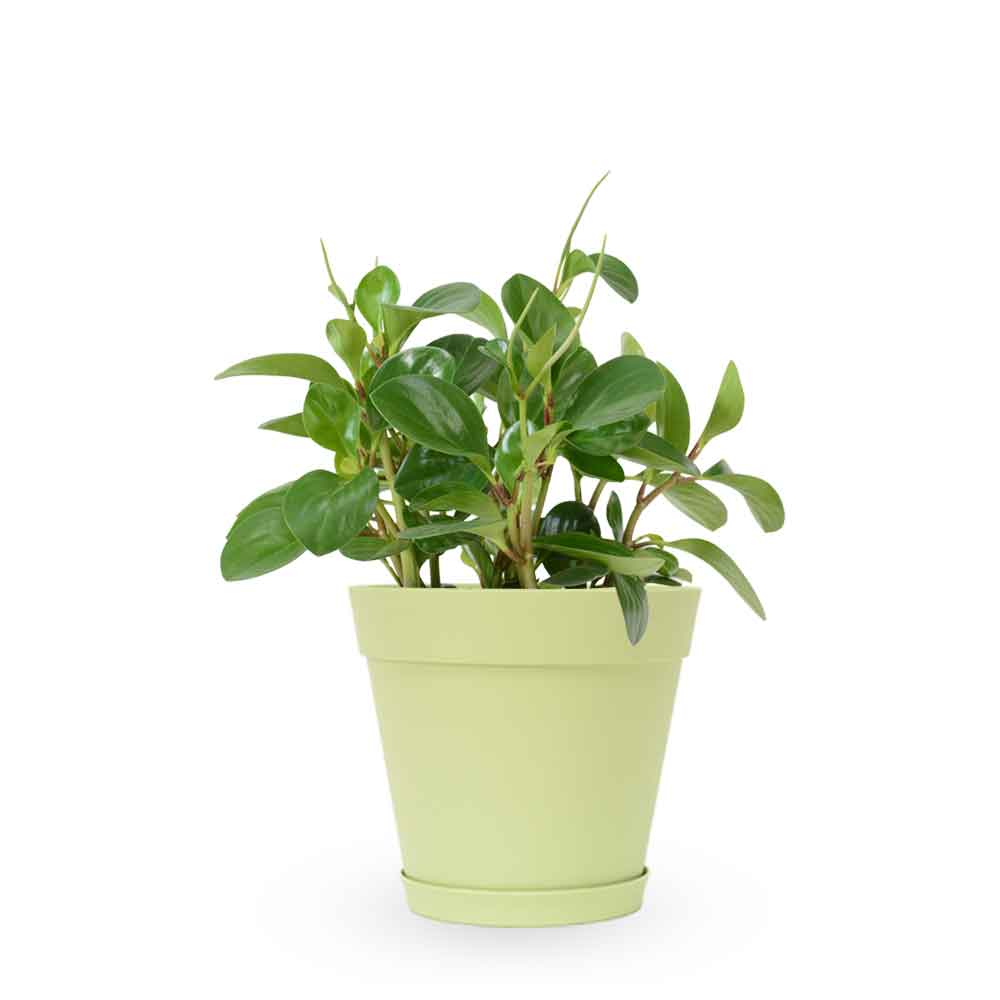 | פפרומיה מגוונת | Peperomia Magnoliifolia | HO YA | HOYA | משלוח צמחי בית | פפרומיה | הויה