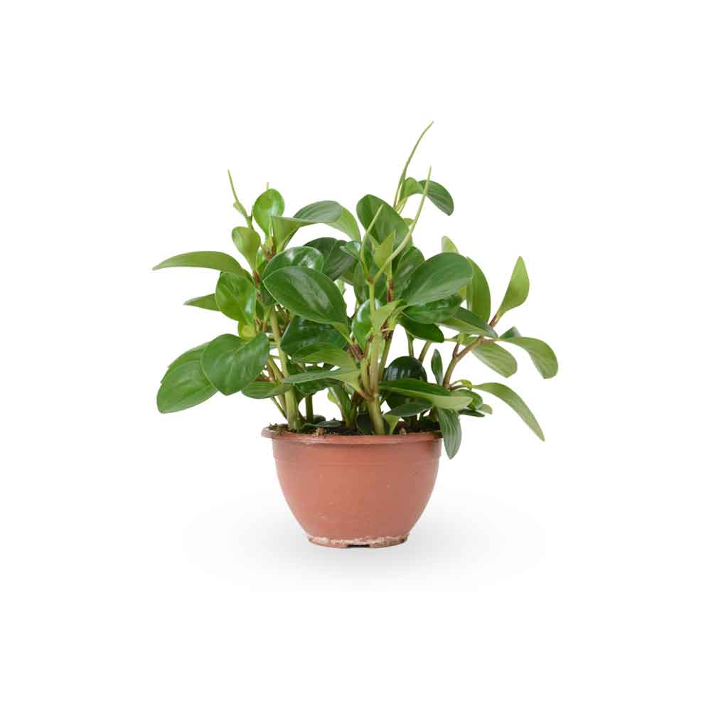 | פפרומיה מגוונת | Peperomia Magnoliifolia | HO YA | HOYA | משלוח צמחי בית | פפרומיה | הויה