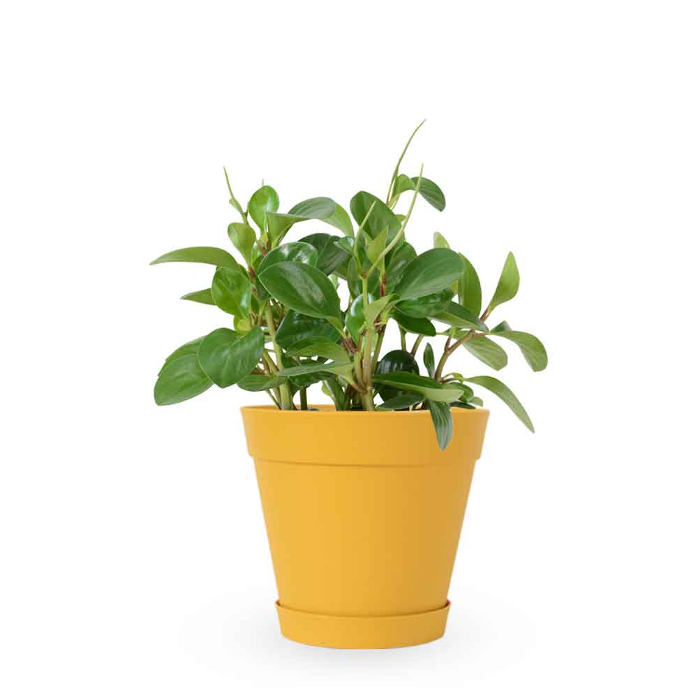 | פפרומיה מגוונת | Peperomia Magnoliifolia | HO YA | HOYA | משלוח צמחי בית | פפרומיה | הויה