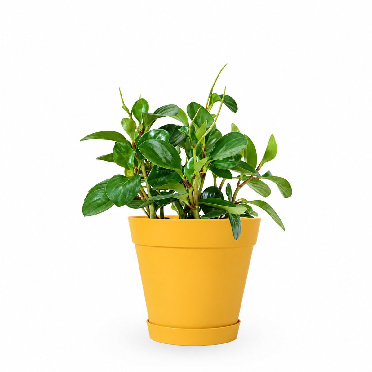 פפרומיה מגוונת, Peperomia Magnoliifolia, פפרומיה