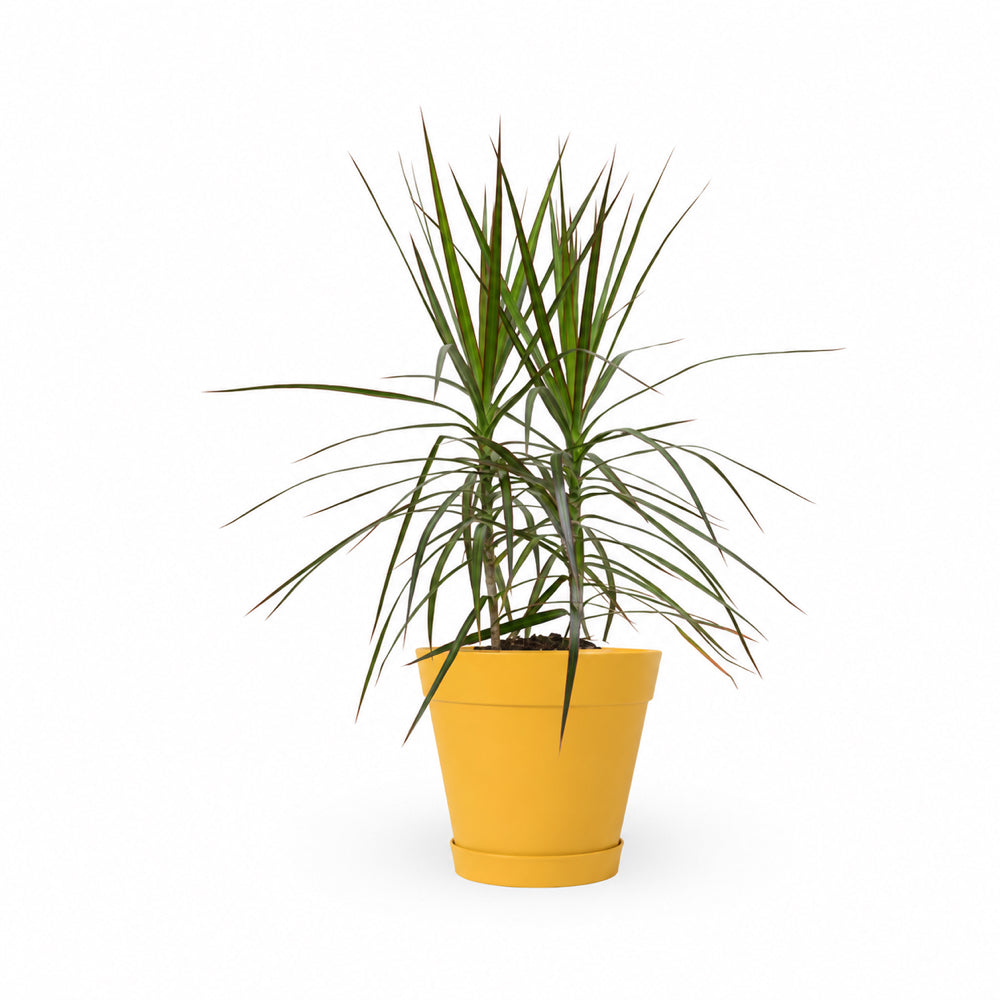דרצנה מרגינטה, דרקונית, Dracaena