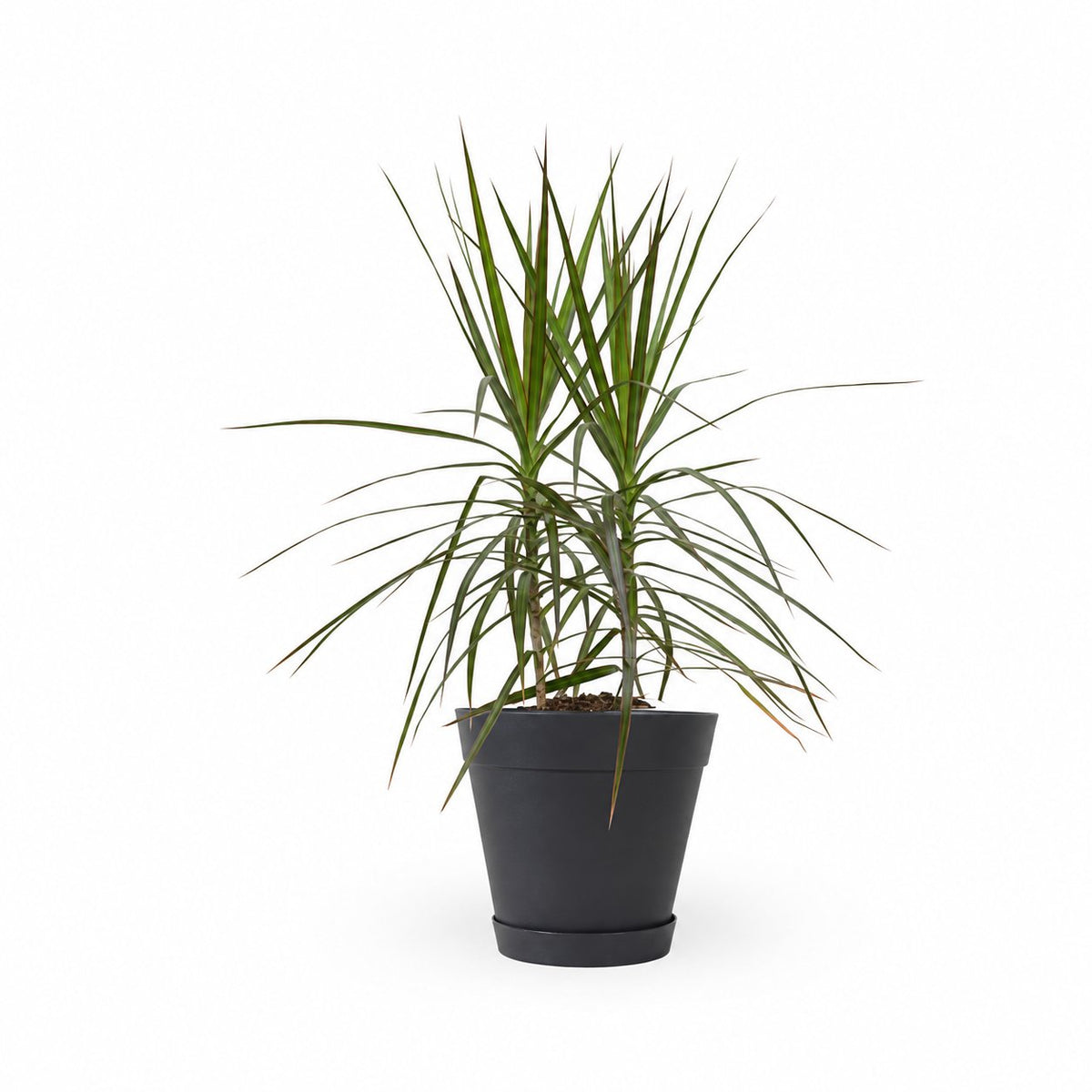 דרצנה מרגינטה, דרקונית, Dracaena