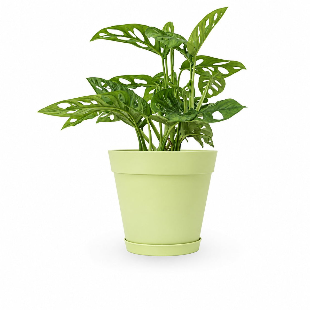 מונסטרה אדסונאי | מונסטרה מנקי מסק | monstera adansonii | מונסטרה מאנקי | כאן תמצאו את כל הטיפים והטריקים לגידול פוטוס משלם בבית. המדריך השלם לגידול מונסטרה אדסונאי | איך לייחר מונסטרה מונסטרה | השרשה של מונסטרה אדסונאי | צמח בית מונסטרה נאה