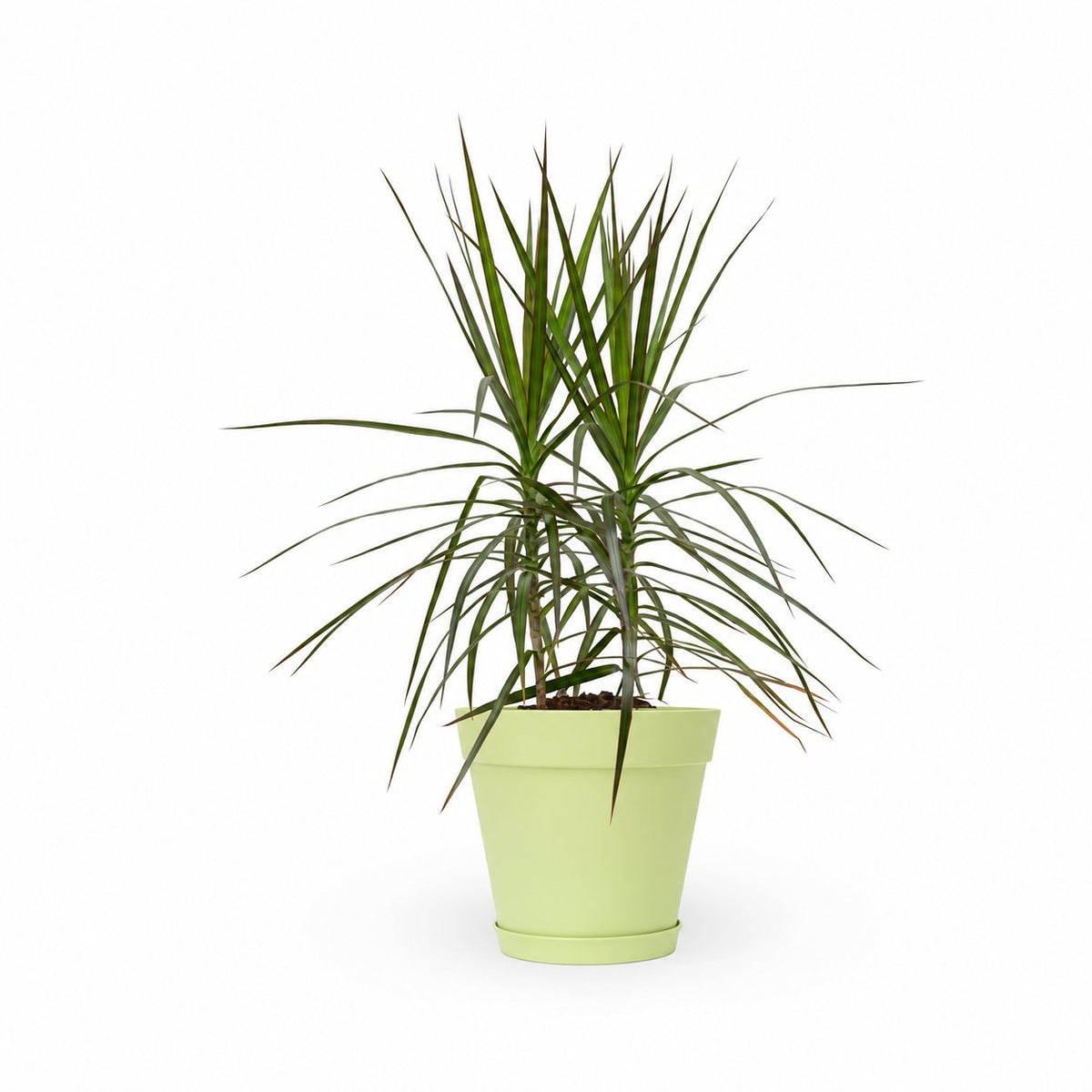 דרצנה מרגינטה, דרקונית, Dracaena