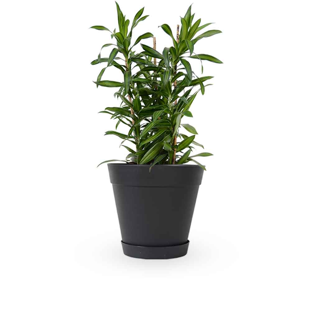 דרצנה | דרצנה גמיקה | דרצנה ג'מיקה | דרקונית | dracena jamaica | Dracaena | HOYA- צמחי בית | משלוח צמחים | משתלה אינטרנטית | משתלה אונליין | plant on it | neta your plants