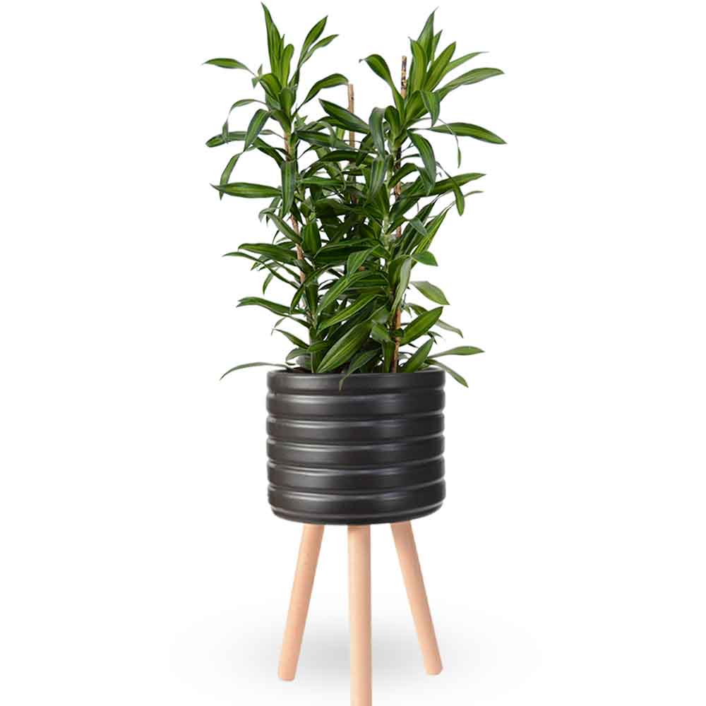דרצנה | דרצנה גמיקה | דרצנה ג'מיקה | דרקונית | dracena jamaica | Dracaena | HOYA- צמחי בית | משלוח צמחים | משתלה אינטרנטית | משתלה אונליין | plant on it | neta your plants