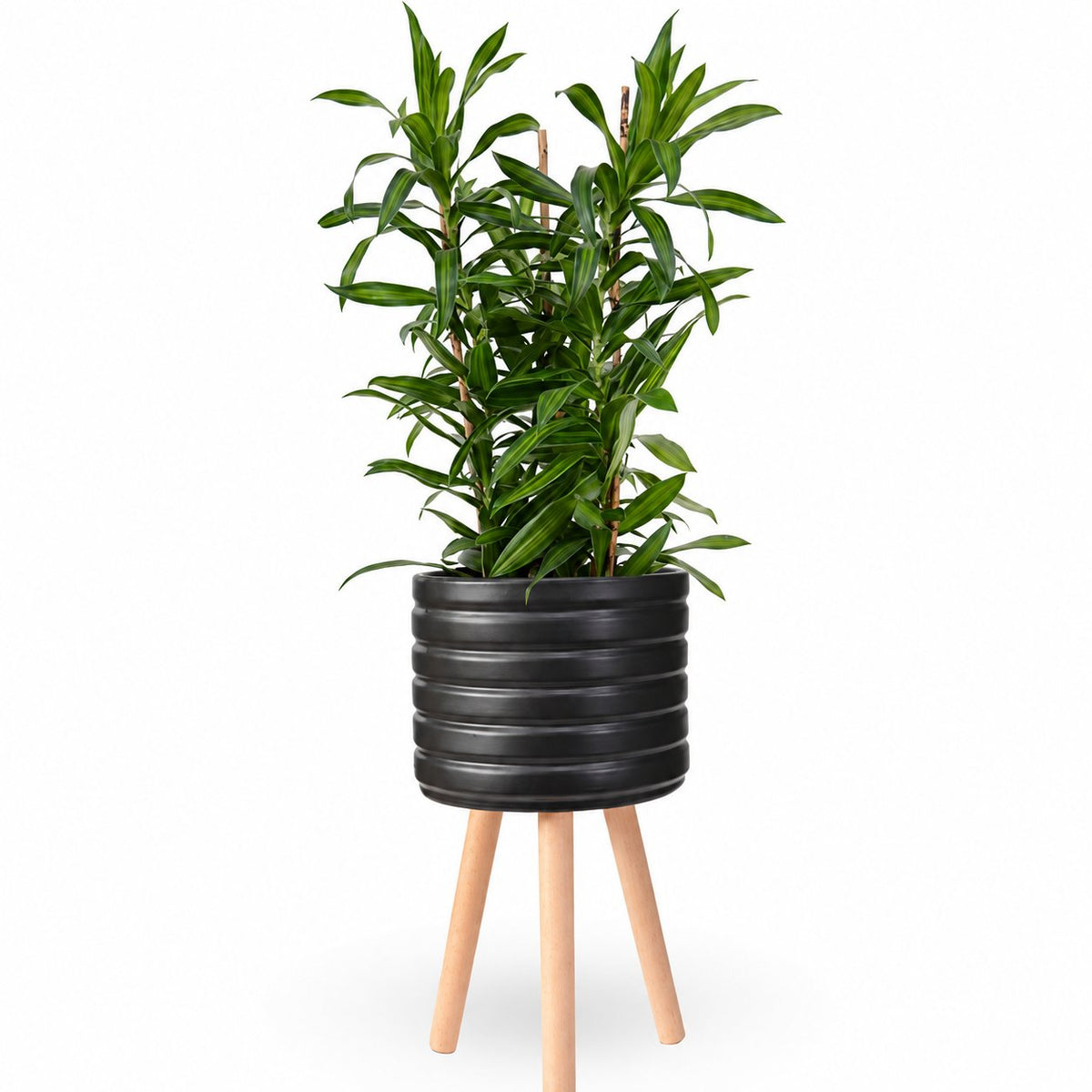 דרצנה | דרצנה גמיקה | דרצנה ג'מיקה | דרקונית | dracena jamaica | Dracaena | HOYA- צמחי בית | משלוח צמחים | משתלה אינטרנטית | משתלה אונליין | plant on it | neta your plants