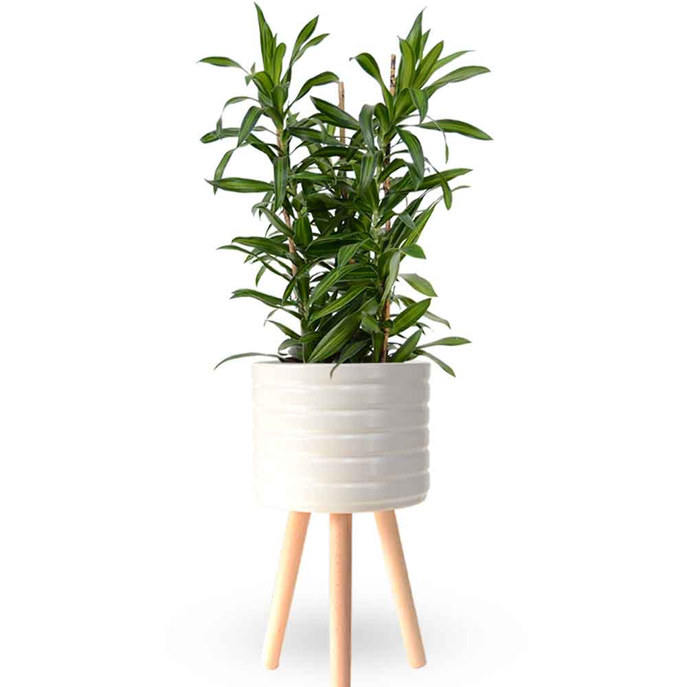 דרצנה | דרצנה גמיקה | דרצנה ג'מיקה | דרקונית | dracena jamaica | Dracaena | HOYA- צמחי בית | משלוח צמחים | משתלה אינטרנטית | משתלה אונליין | plant on it | neta your plants