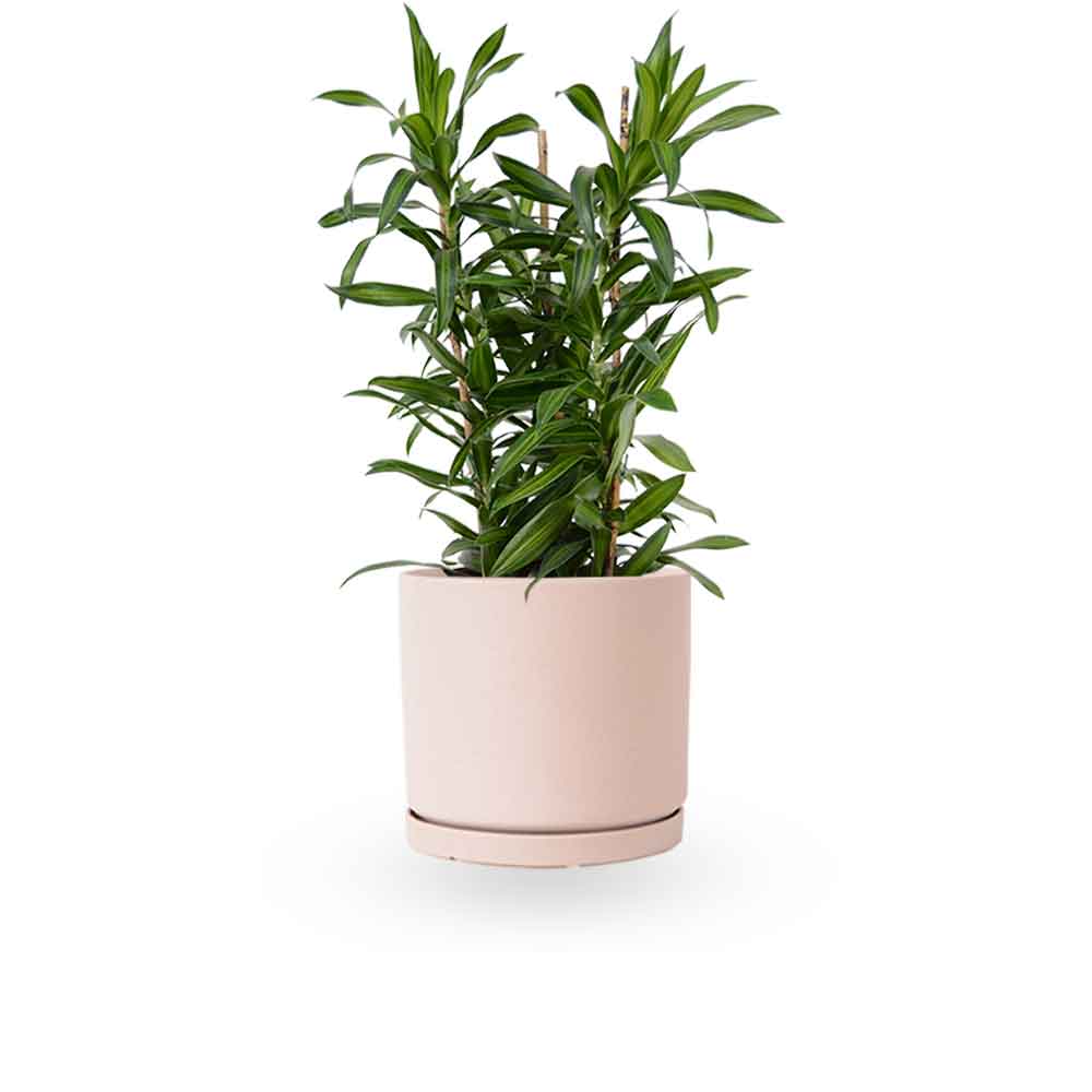 דרצנה | דרצנה גמיקה | דרצנה ג'מיקה | דרקונית | dracena jamaica | Dracaena | HOYA- צמחי בית | משלוח צמחים | משתלה אינטרנטית | משתלה אונליין | plant on it | neta your plants