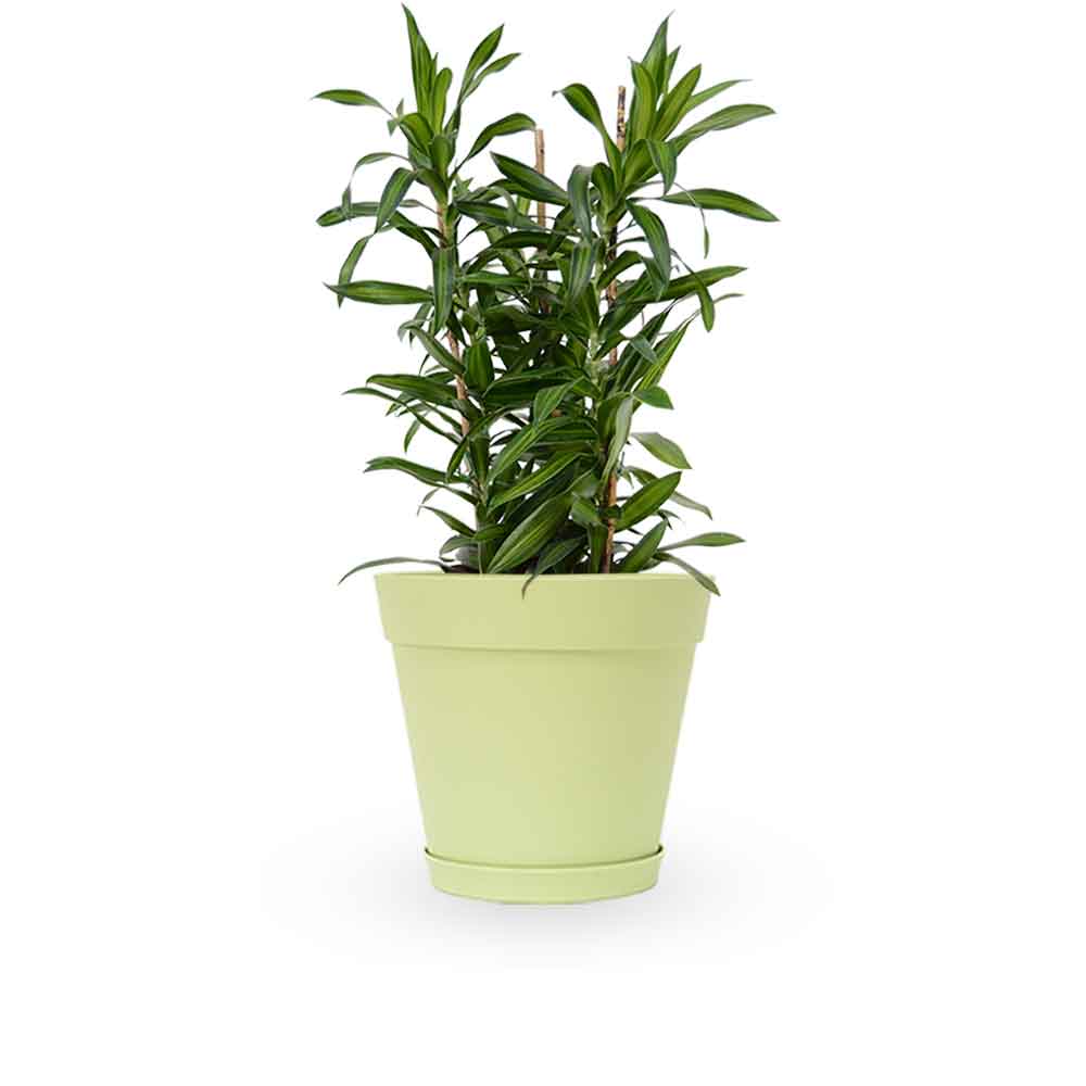 דרצנה | דרצנה גמיקה | דרצנה ג'מיקה | דרקונית | dracena jamaica | Dracaena | HOYA- צמחי בית | משלוח צמחים | משתלה אינטרנטית | משתלה אונליין | plant on it | neta your plants