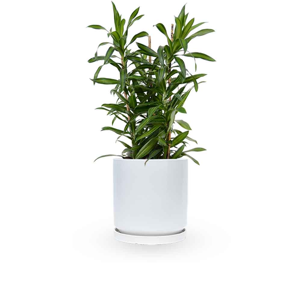 דרצנה | דרצנה גמיקה | דרצנה ג'מיקה | דרקונית | dracena jamaica | Dracaena | HOYA- צמחי בית | משלוח צמחים | משתלה אינטרנטית | משתלה אונליין | plant on it | neta your plants