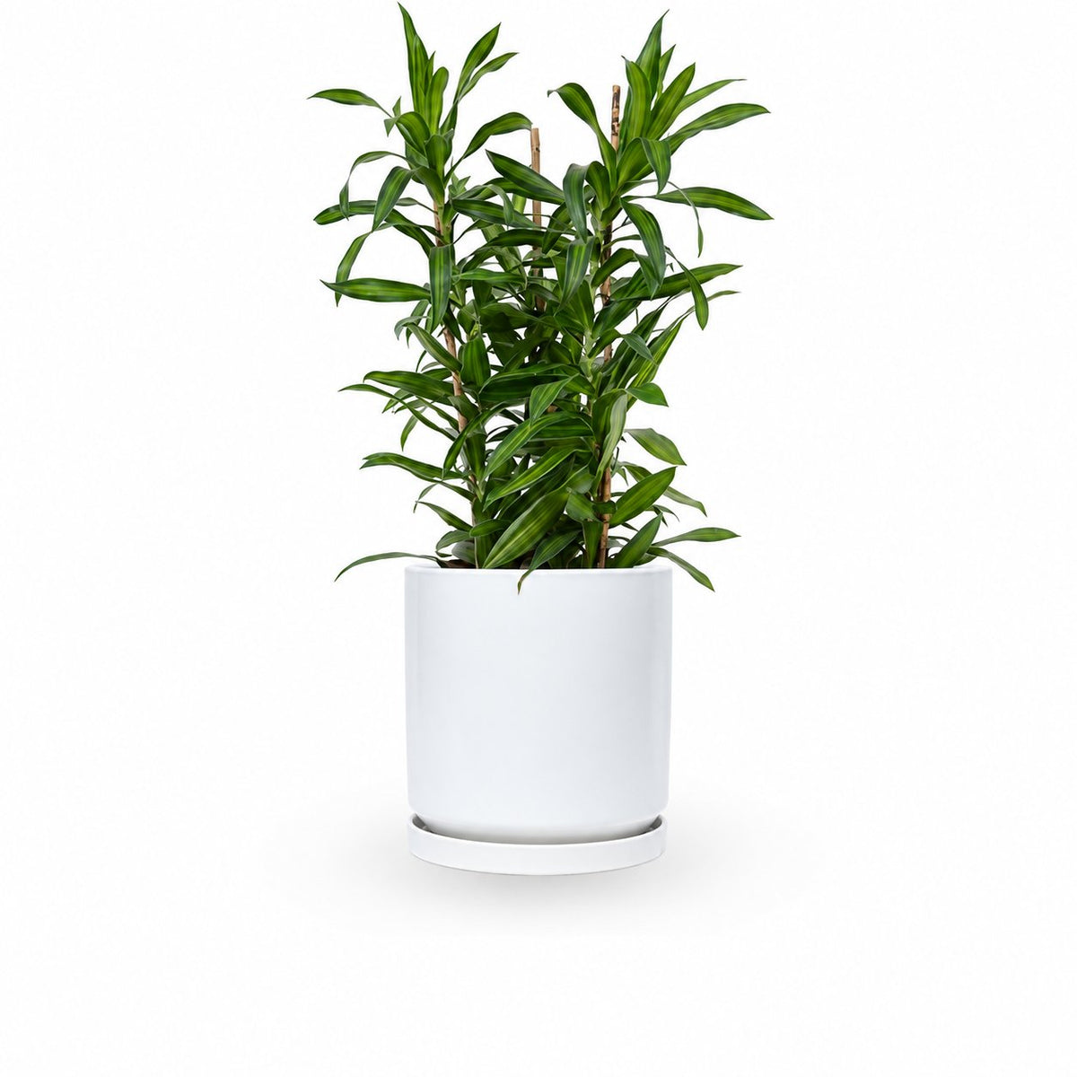 דרצנה | דרצנה גמיקה | דרצנה ג'מיקה | דרקונית | dracena jamaica | Dracaena | HOYA- צמחי בית | משלוח צמחים | משתלה אינטרנטית | משתלה אונליין | plant on it | neta your plants