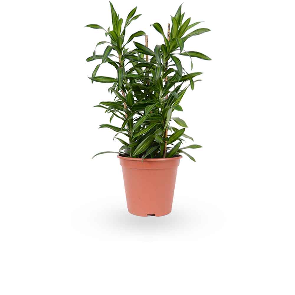 דרצנה | דרצנה גמיקה | דרצנה ג'מיקה | דרקונית | dracena jamaica | Dracaena | HOYA- צמחי בית | משלוח צמחים | משתלה אינטרנטית | משתלה אונליין | plant on it | neta your plants